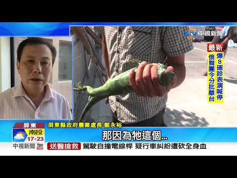180公分綠鬣蜥抓到了! 被捕下場曝光│中視新聞 20201218