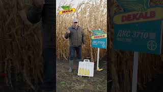 ДКС 3710 (ФАО 290) - гібрид з високою енергією початкового росту #shorts
