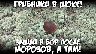 Грибники в шоке! Зашли в бор после мороза а там!