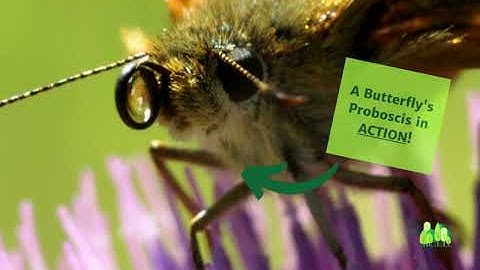 Een vlinder die zijn proboscis gebruikt