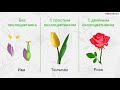 Видеоурок по биологии "Цветок и его строение"