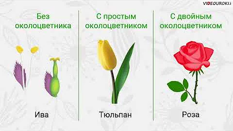 Видеоурок по биологии 