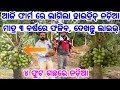 First time in odisha hybrid coconut farming live plantation cocoter 3 years fully grown coconut tree