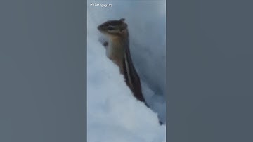 CHIPMUNK Out Of Hibernation! #youtubeshorts #chipmunk #shorts #video #spring