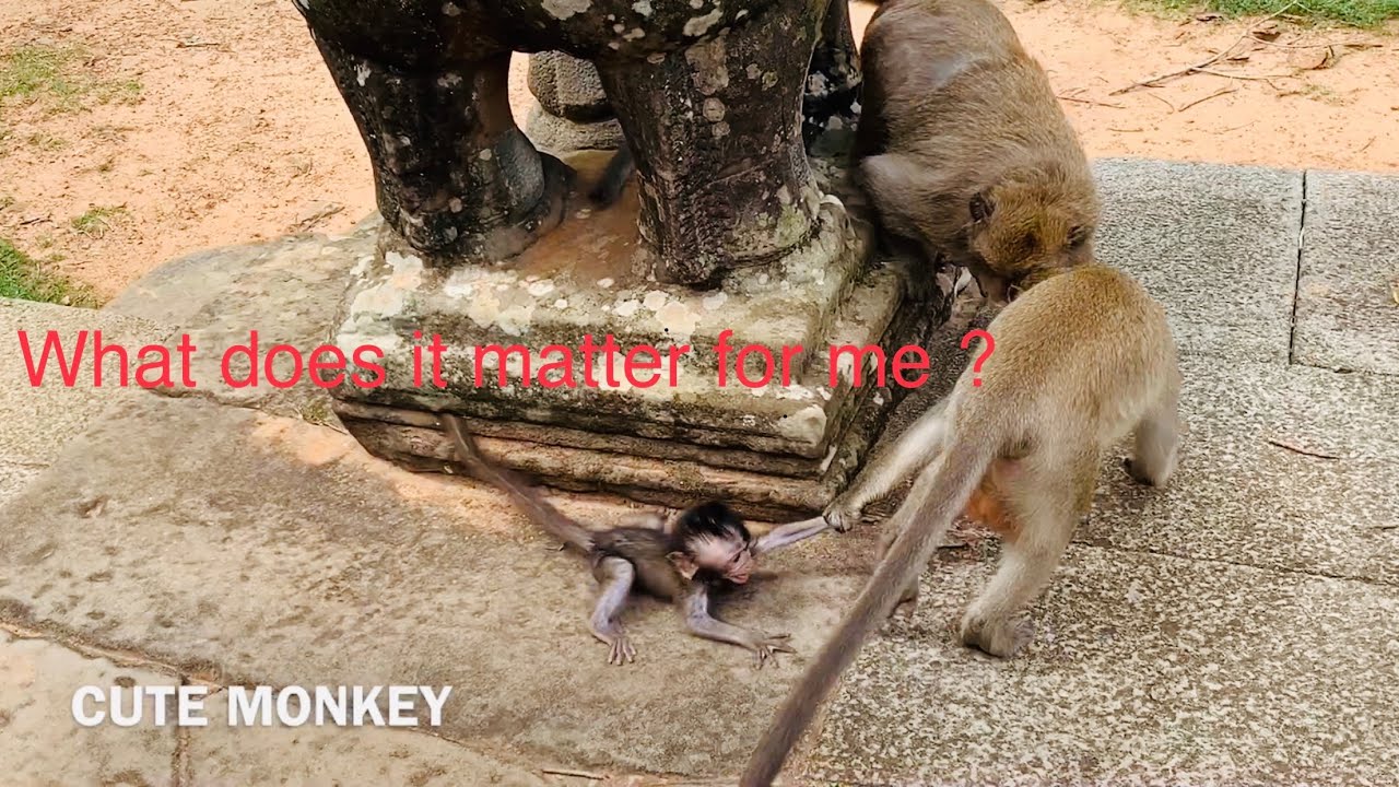 Why kidnapper maltreat Daniela cute baby monkey?