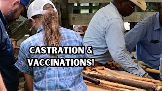 Castration and Vaccinations Nothing Ever Goes As Planned!  #ranchwork #cattle #ranching