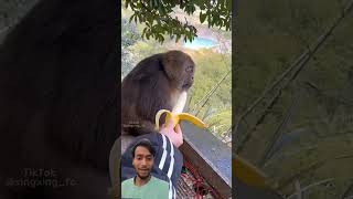 #monkeyshorts #monkeyvideos #puppy #money #monkey
