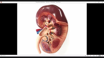 TT Giải Phẫu | Module Thận - Tiết Niệu