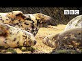 Grey Seal Cam • Best of British Wildlife 🦔 29.10.2020 🐿 BBC