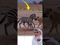 ما ك تب لك سيصلك ولو اجتمعت الدنيا لتمنعهوإذا أراد الله نجاتك سخ ر لك من لا تعرفه Youtubeshorts ما ك تب لك سيصلك ولو اجتمعت الدنيا لتمنعهوإذا أراد الله نجاتك سخ ر لك من لا تعرفه Youtubeshorts