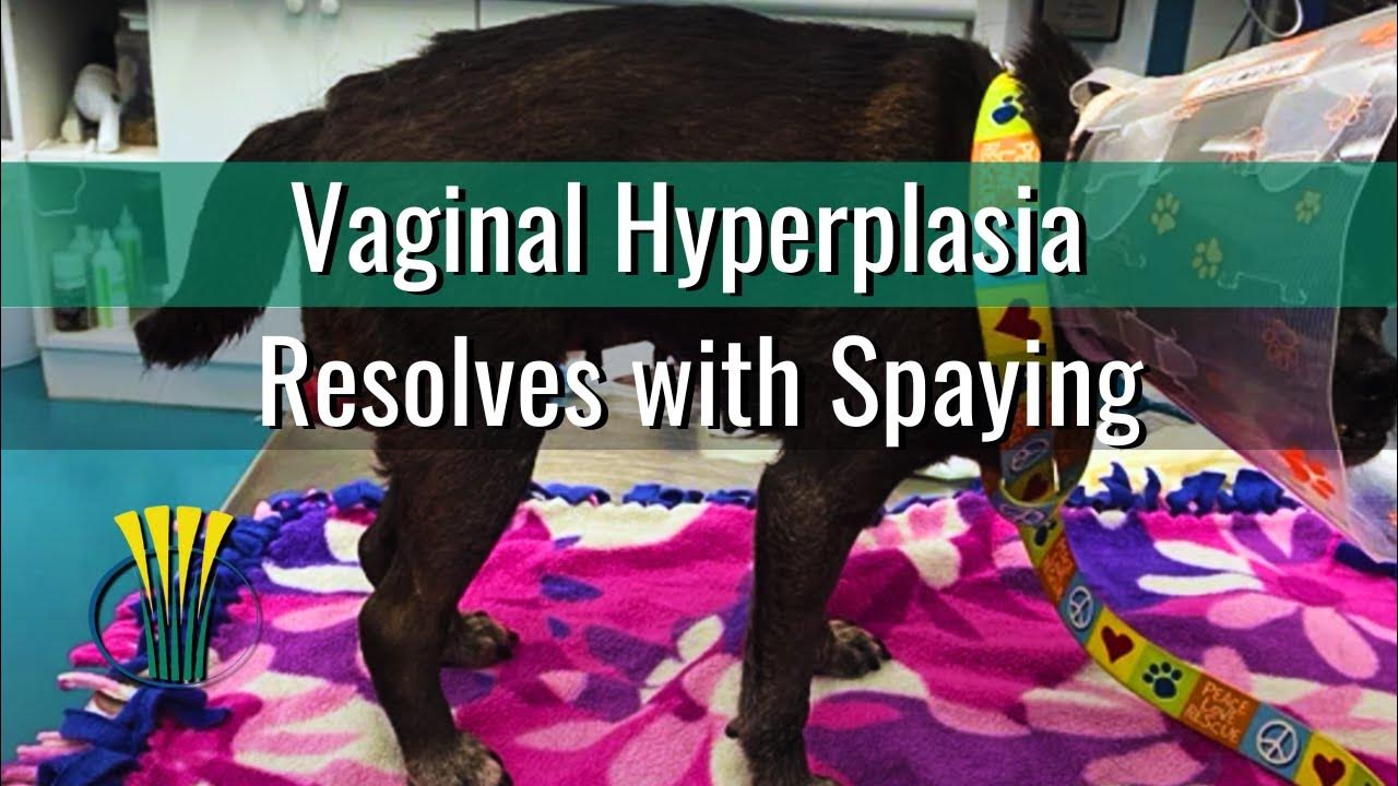 vaginal-hyperplasia-in-a-dog-and-much-more-youtube