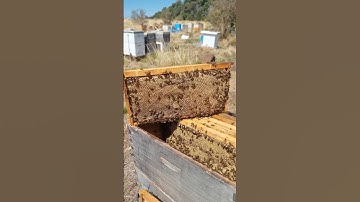 Foundationless karakovan honey #honey