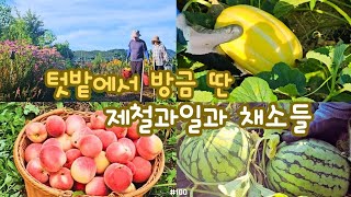 Download Lagu 시골생활Vlog)🍑텃밭에서 방금 딴 과일과 채소들, 복숭아, 참외, 수박, 오이, 가지 등 쏟아지는 먹거리, 행복한 시골생활 MP3 Download Lagu 시골생활Vlog)🍑텃밭에서 방금 딴 과일과 채소들, 복숭아, 참외, 수박, 오이, 가지 등 쏟아지는 먹거리, 행복한 시골생활 MP3