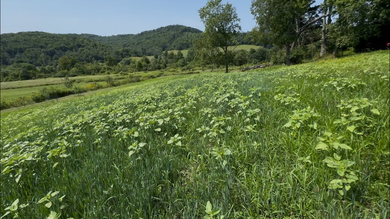 TRACTOR SUPPLY OATS & BLACK OIL SUNFLOWER 