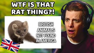 American Reacts to British Animals Not In America!