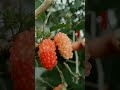 mulberry time #harvest #mulberrytree