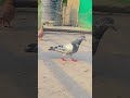 yad rakhana mere dost 🔥#viral #kabootar #trend #youtubeshorts #shorts