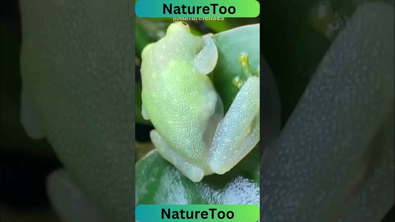 Glass Frog   The Transparent Frog 