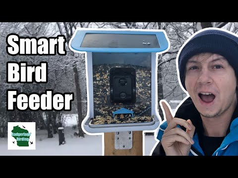 Is this the Best Smart Bird Feeder? (Lyfreen Smart Bird Feeder Review)