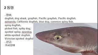 034 가시상어 Dogfish, Spiny