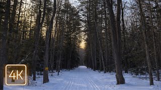 Relaxing Morning Winter Walk on Freshly Groomed Trails | Peaceful Maine 4K