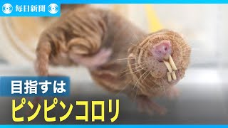 神への挑戦　目指すはピンピンコロリ