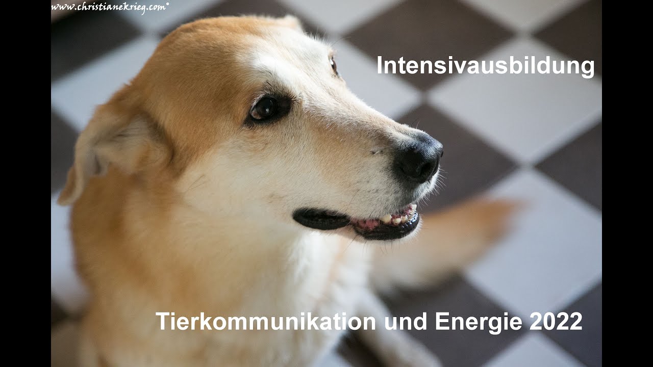 Intensivausbildung Tierkommunikation & Energetik 2022