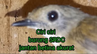 ciri ciri burung srdc jantan betina akurat