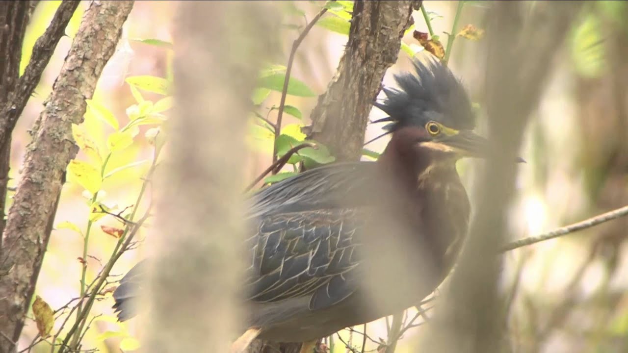 Green Heron Highlights, 8/22/2015 (HD) 