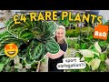£4 RARE Plants at B&Q 🤑 UK Big Box Store Finds
