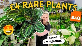 £4 RARE Plants at B&Q 🤑 UK Big Box Store Finds