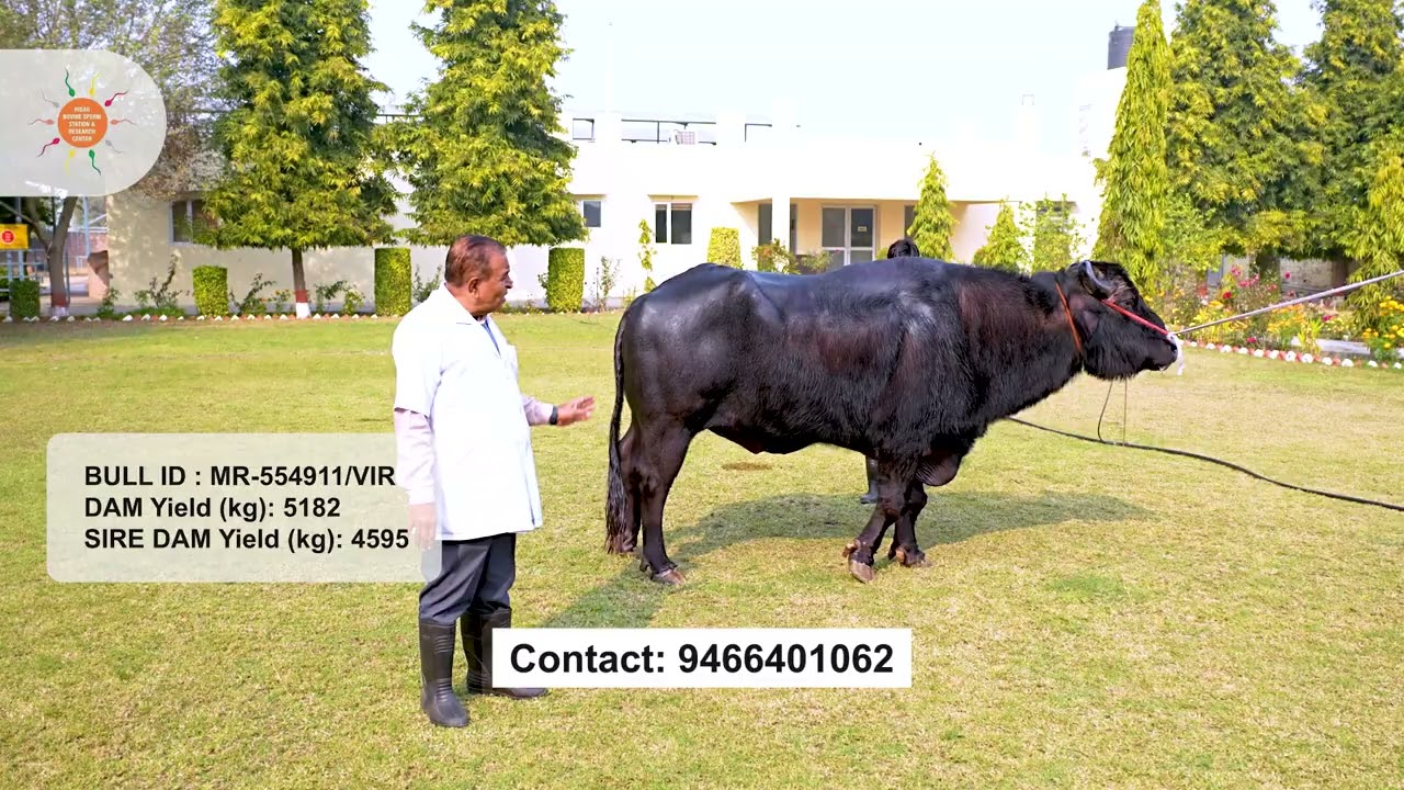 Murrah Bull VIR (MR-554911) | Dam Yield 5182 kg | Sire Line 4595 kg | Hisar Bovine