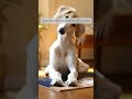Welcome to the Pet Home" Personalized Doormat – Funny Gift for Pet Parents & New Homes