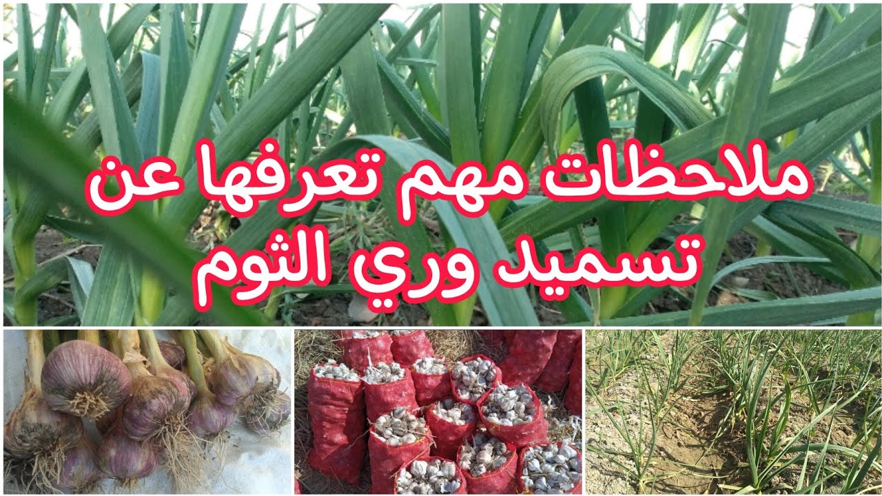 زراعة الثوم وملاحظات مهمة عن التسميد والري تساعد علي زيادة الإنتاج وتزيد فترة التخزين