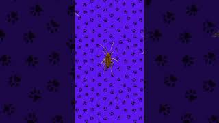 juego para #gatos - #cucarachas