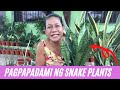 Paano magpadami ng Snake Plants | Snake Plants Propagation