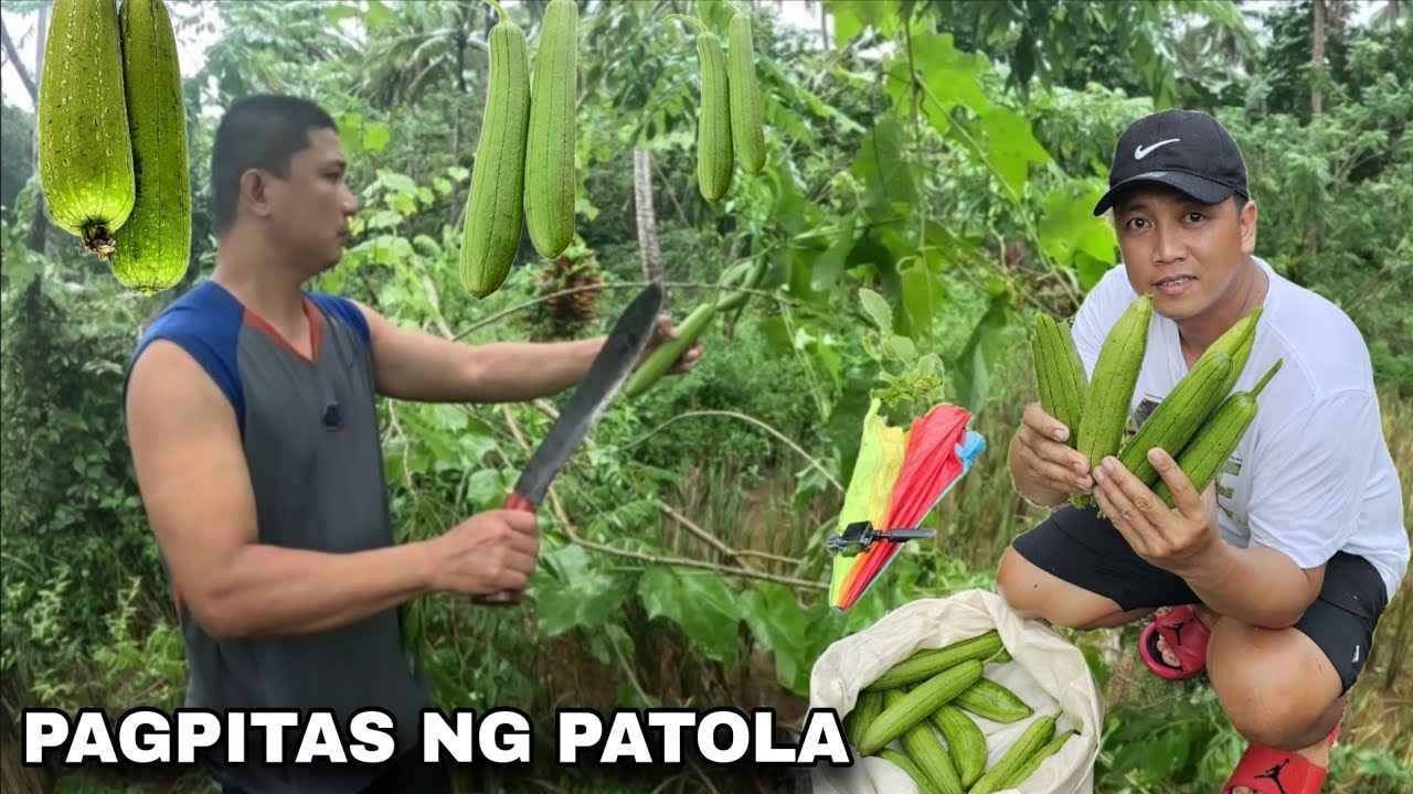 HARVEST NG Patola pasalubong sa tayabas Biglaang Rumagasa ang tubig sa ilog sa lakas ng ulan