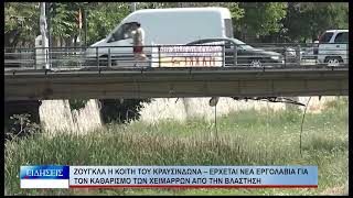 Βόλος Ζούγκλα η κοίτη του Κραυσίνδωνα 090726