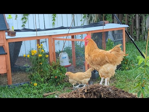 Inspirations from Backyard Farm - God Watches Over Us