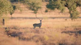 Naked Indian Ranch Texas Ranch Sales, Llc