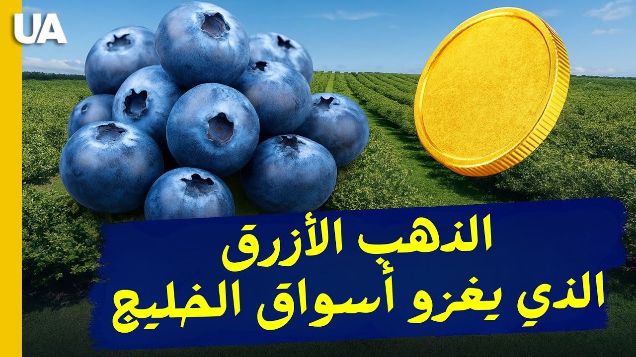 التوت الأزرق أو بلوبيري: أسرار الزراعة التي تحوّل الثمار إلى ذهب في أسواق الخليج