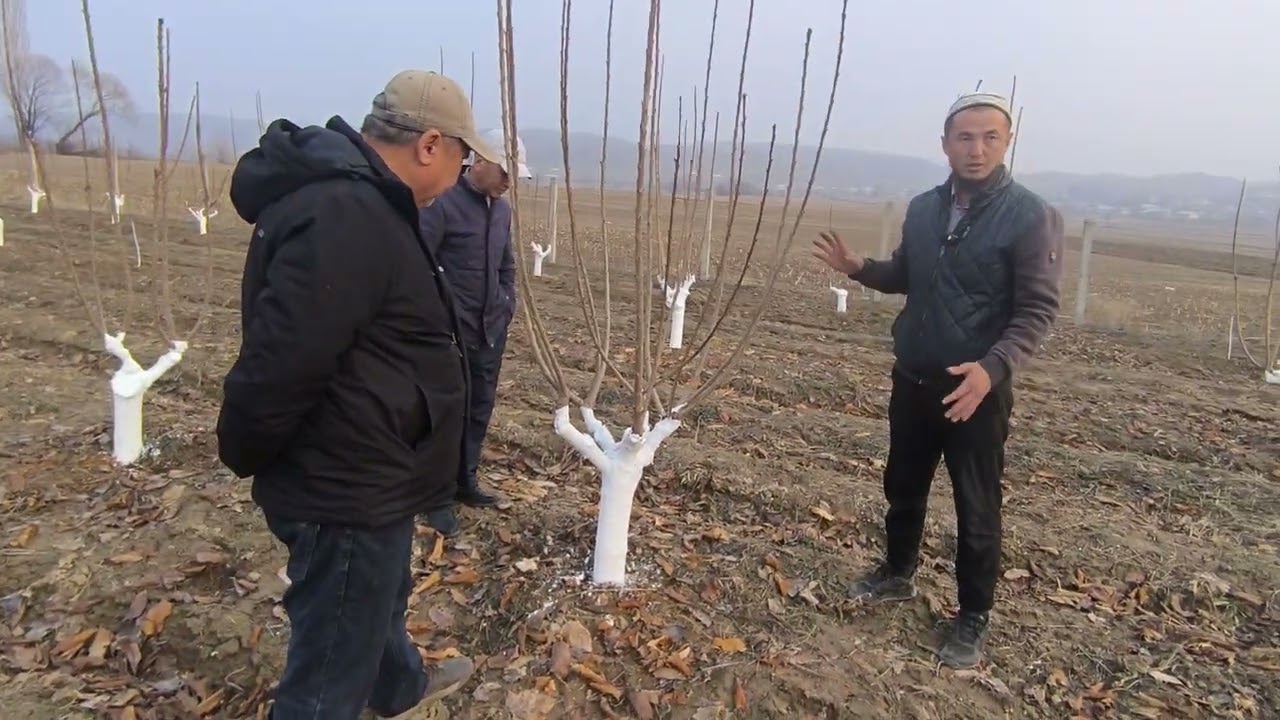 🍒🍒 Воловье Сердца гилас багынан интенсивдүү Скина сортуна өткөн бак жонундо🍒🍒