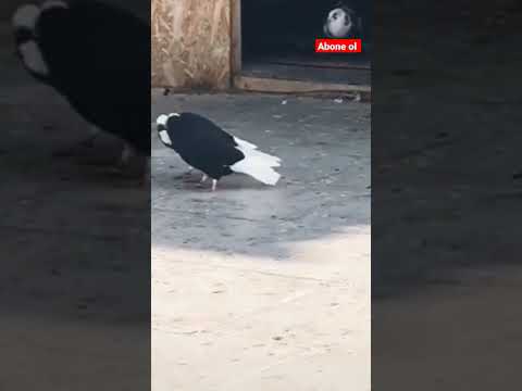 Qara Ağbaş Ağquyruq