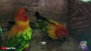 BIRDS SHOW | SUNCONURE MALE AND FEMALE NESTING