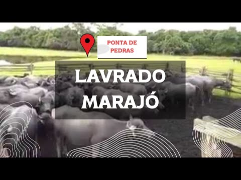 Lavrado marajó - fazenda nossa senhora das neves 2018 seçim sonuçları