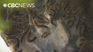 Hot weather, early spraying curb cankerworms in Winnipeg