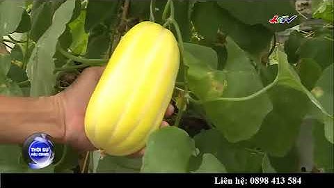 DƯA LÊ HÀN QUỐC TRỒNG TẠI HẬU GIANG