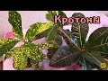 Кротон (кодиеум) скидывает листья🌱Реанимация👩‍⚕️Пересадка🌹Обрезка✂️Небольшой обзор других кротонов🌞