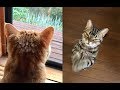 お盆に実家に帰ったら、猫ちゃんが「○○になってた」がじわじわ面白いｗ～It is funny that the cat was "becoming ○ ○" when returning home.