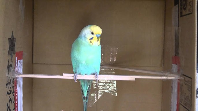 インコ グーグー鳴く Youtube
